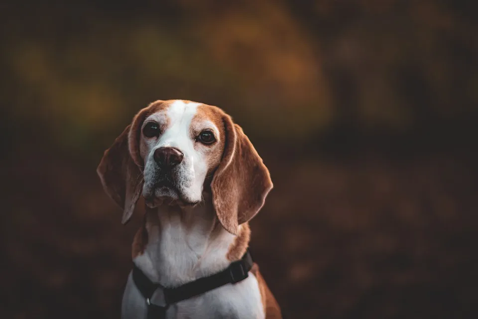 Hundeauslaufzone in Hamburg-Hamm: Neues Konzept nach Nachbarschaftskonflikt