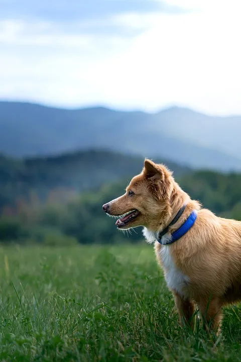 Hundebesitzer gesucht: Zeugen nach Unfall bei Heckhuscheid dringend gefragt