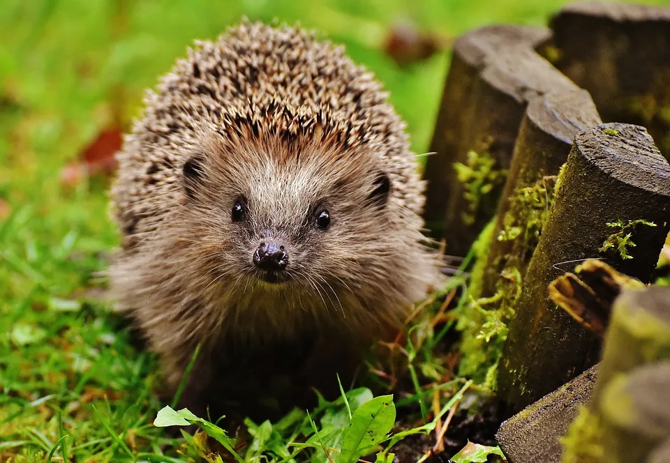 Igel in Not: So helfen Sie den stacheligen Freunden im Garten!