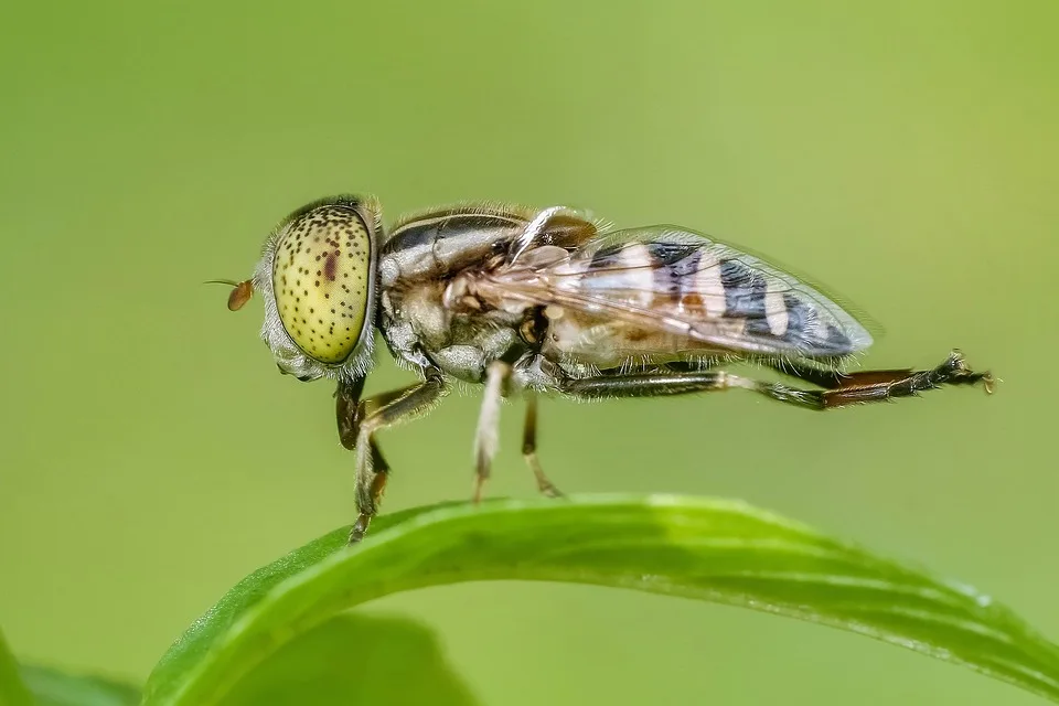 Insektensterben – Maria Furtwaengler Deckt Die Dramatischen Fakten Auf.jpg