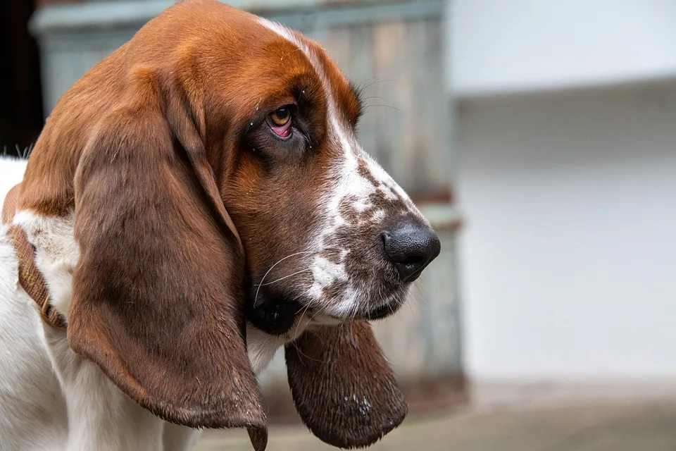 Jagdhund stirbt bei tragischem Unfall zwischen Annaburg und Löben