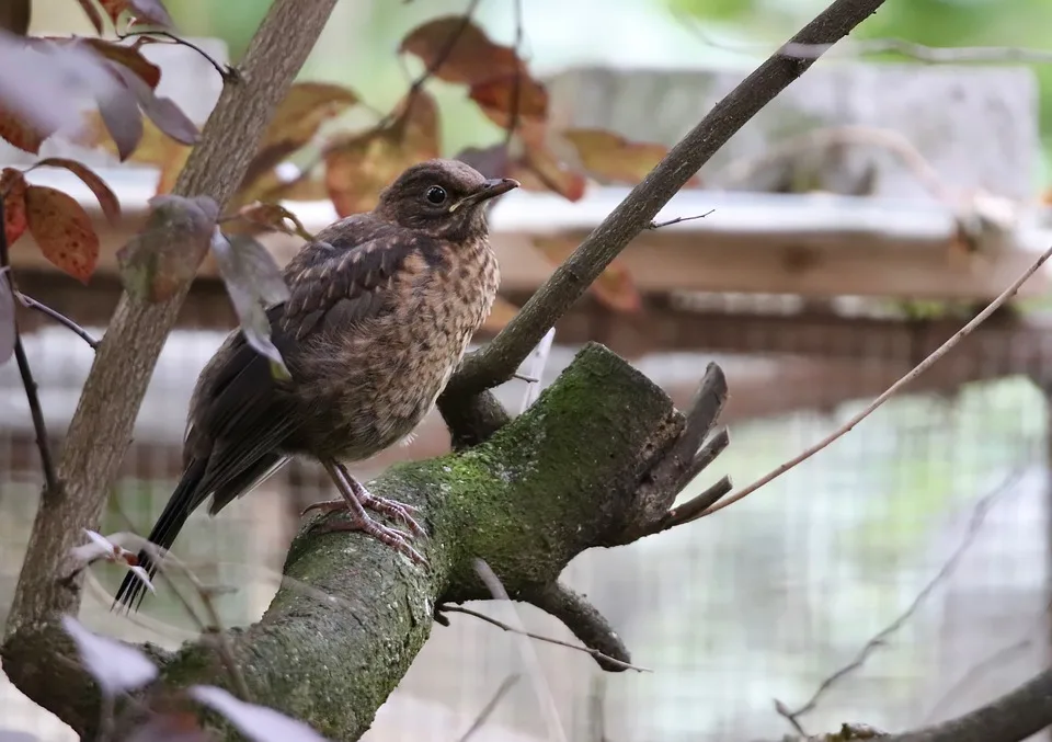 Jung kauft Alt: So belebt das Programm den Vogelsberg für Familien!