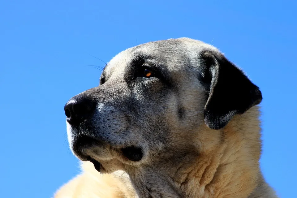 Kangal Bozo sucht dringend ein neues Zuhause im Nürnberger Tierheim!