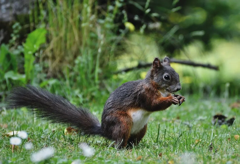 Kastrationspflicht für Freigänger: Göttinger Tierschützer warnen!