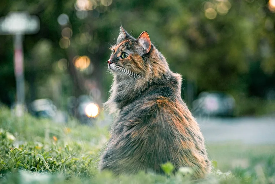 Kater Larry bekommt Konkurrenz: Neue Katze zieht in Downing Street ein