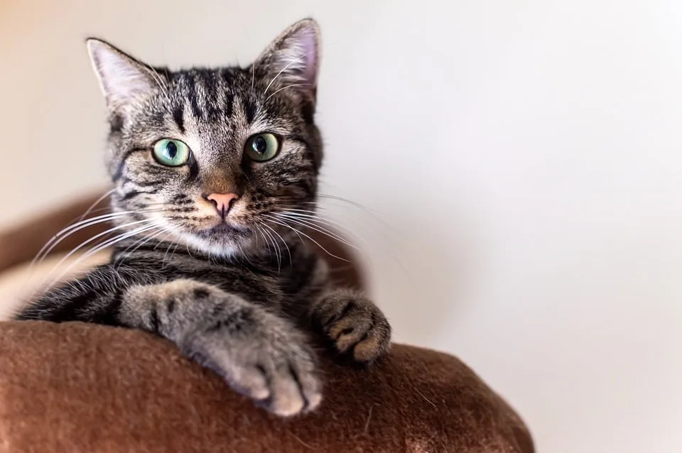 Katzenflut im Koblenzer Tierheim: Ein Hilferuf an die Tierfreunde!