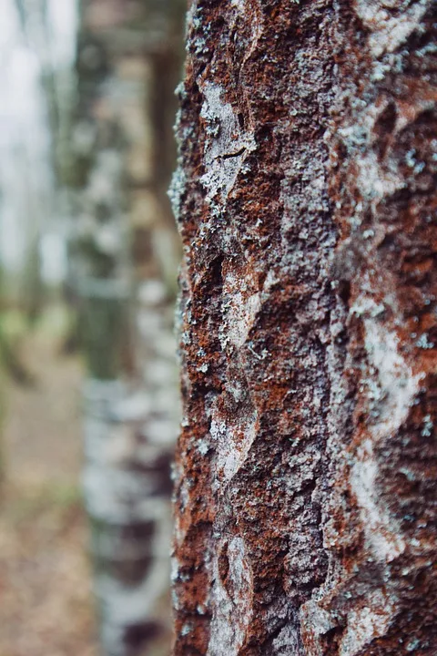 Klimatag Bad Kissingen: Gemeinsam für eine nachhaltige Zukunft