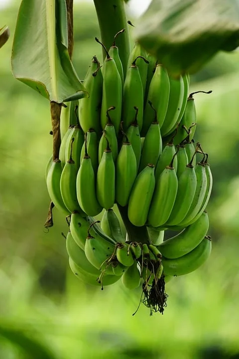 Kokain-Fund in Bananenkisten: Millionen-Deal im Discounter aufgedeckt!