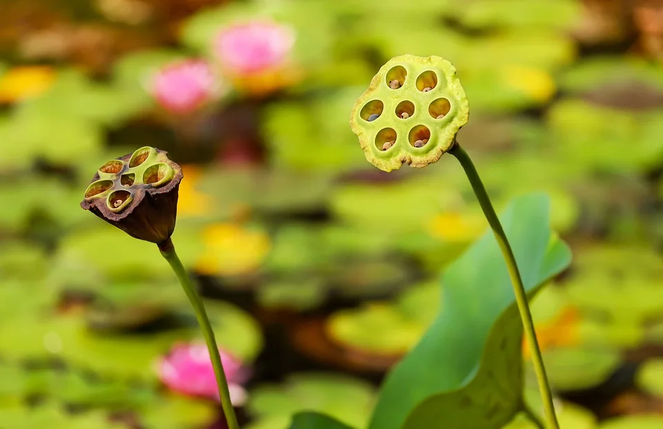 Kostenfreies Saatgut für Insekten: Gladbeck startet Biodiversitäts-Aktion!