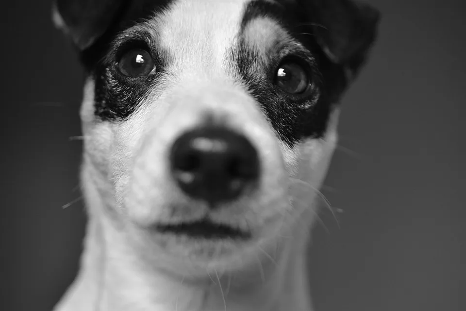 Liebevoller Rocky sucht dringend ein Zuhause im Thüringer Tierheim