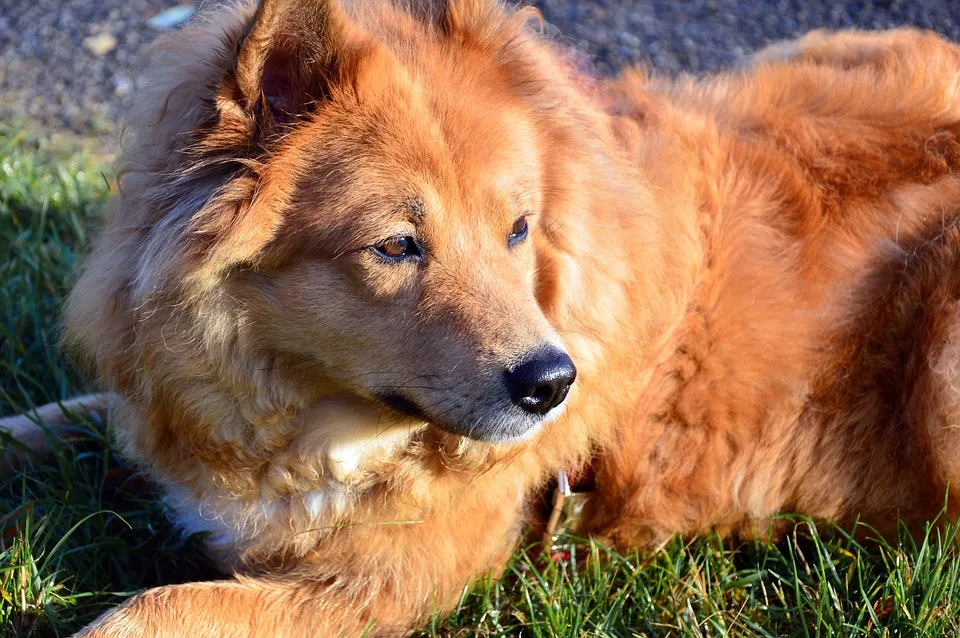 Martha und ihr Therapiehund: Ein Besuch voller Chaos und Lachen!