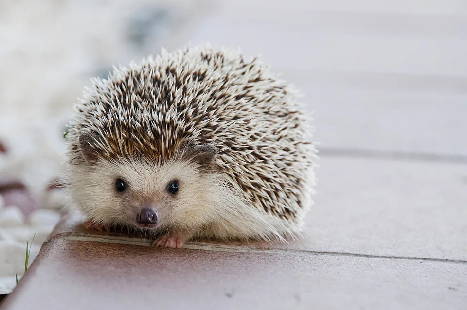 Nachtaktive Igel in Gefahr: Politik diskutiert Verbot für Mähroboter!