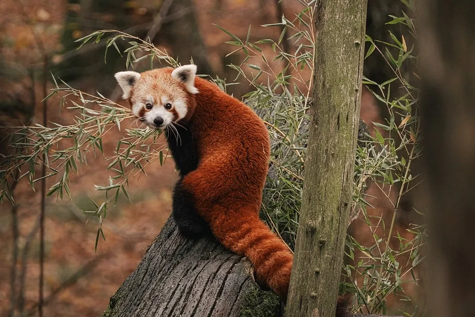 Neuer Star im Zoo Gelsenkirchen: Kleiner Panda „Akeno“ sorgt für Aufregung!