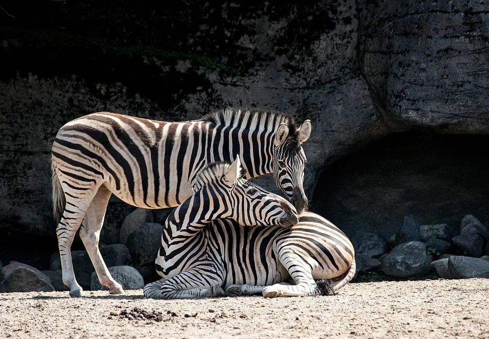 Niedersächsische Zootage 2024: Gratis Zoo-Besuch für Jahreskarteninhaber!