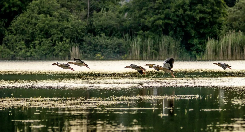 Nilgänse vor Frankfurt: Experten warnen vor unkontrollierter Verbreitung