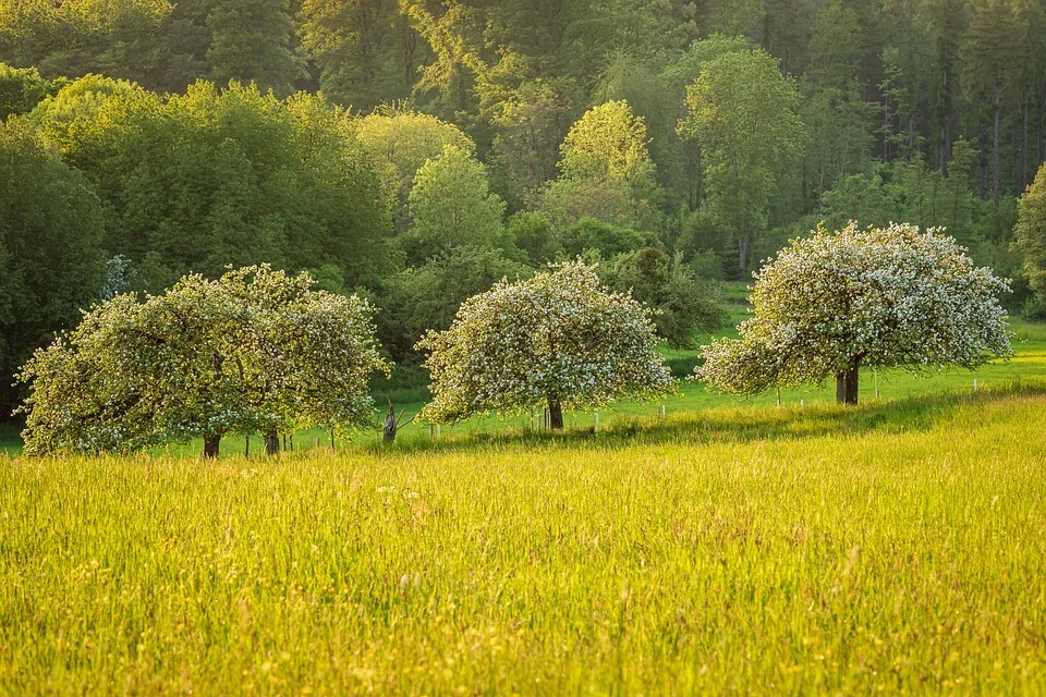 Optimale Pflege für Obstbäume: So gelingt der Sommerschnitt!