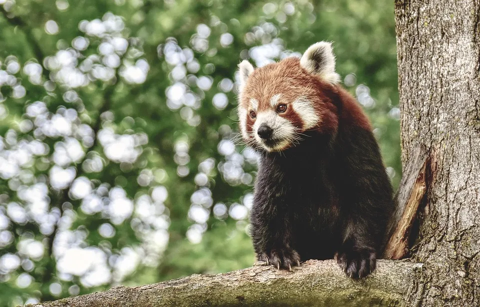 Pandas Ur-Oberhimmlische: Neue Fossilien aus dem Allgäu entdeckt!