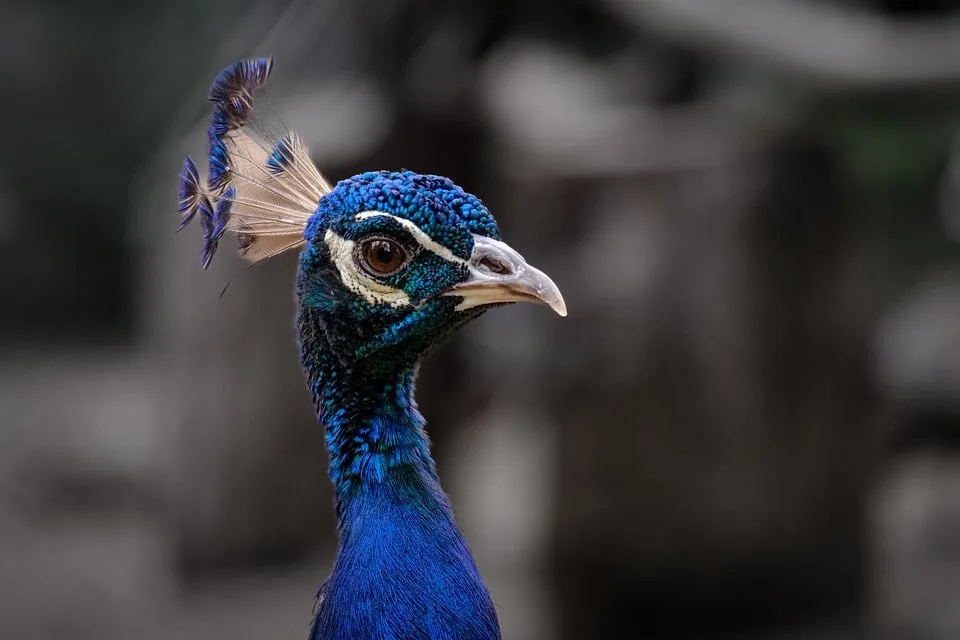 Pfau Pavo und die Polizei: Sicher durch den Schulweg in Köln