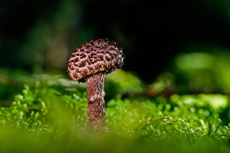 Pilz oder Küchenkunst? Facebook-Nutzer kreiert lustigen Gurken-Pilz!