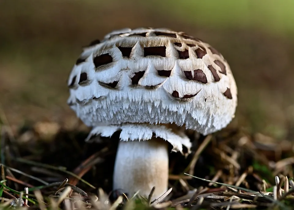 Pilzsammler nach dramatischer Suche wohlbehalten aus dem Wald gerettet