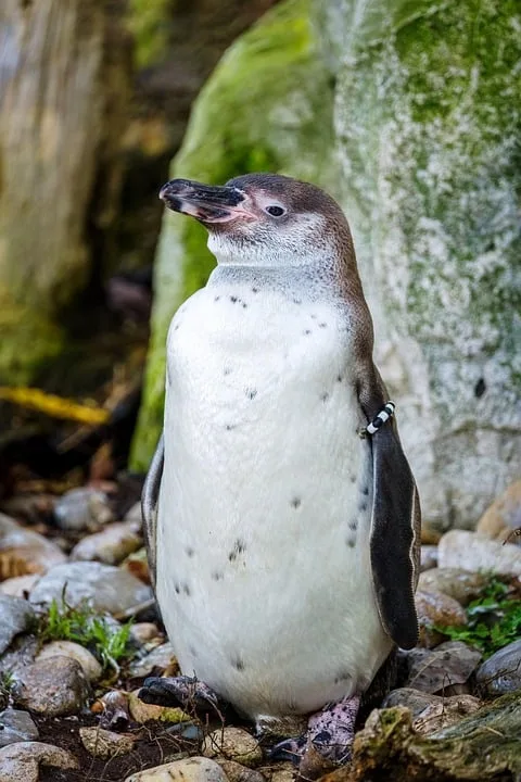 Pinguine mit starkem 6-Punkte-Wochenende: Landshut geschlagen!