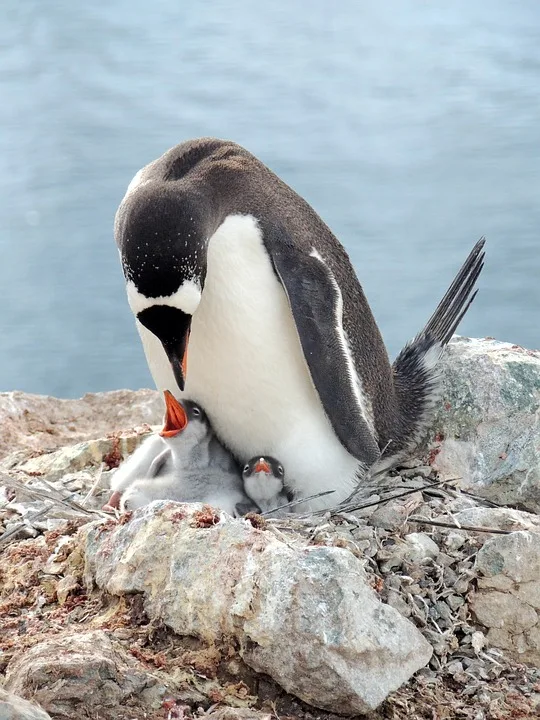 Pinguins jubeln nach 5:0! Playoff-Traum wird greifbar!