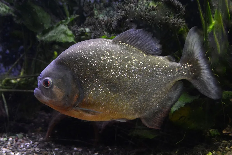 Piranhas erobern den Tisch – Sieg für die Erste, Niederlage für die Zweite!