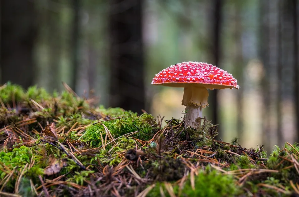 Rheinland-Pfalz: Pilzexperten sehen Hoffnung auf Ernte im Herbst!