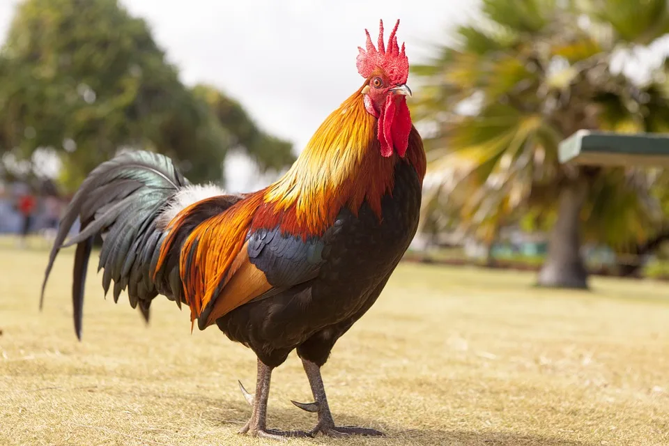 Roosters kämpfen tapfer, doch München siegt dramatisch 7:5!