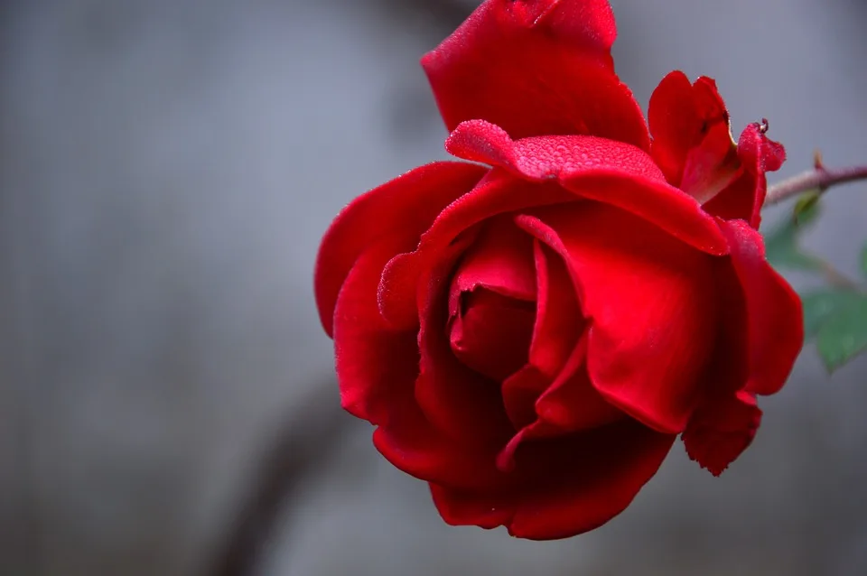 Rote Rosen: Diese Telenovela-Fans haben mehr zu bieten als Klischees!