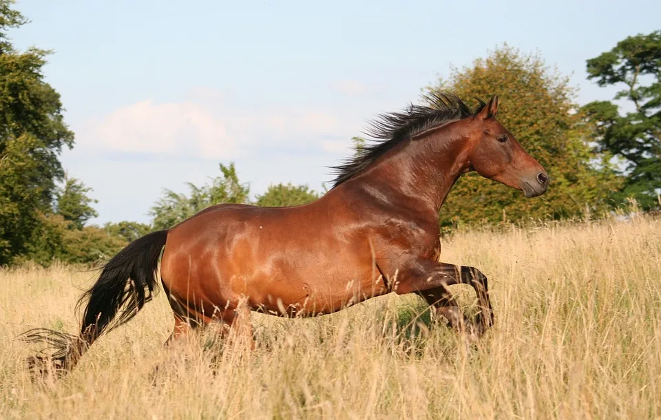 Roter Mustang flüchtet nach Unfall – Zeugen dringend gesucht!