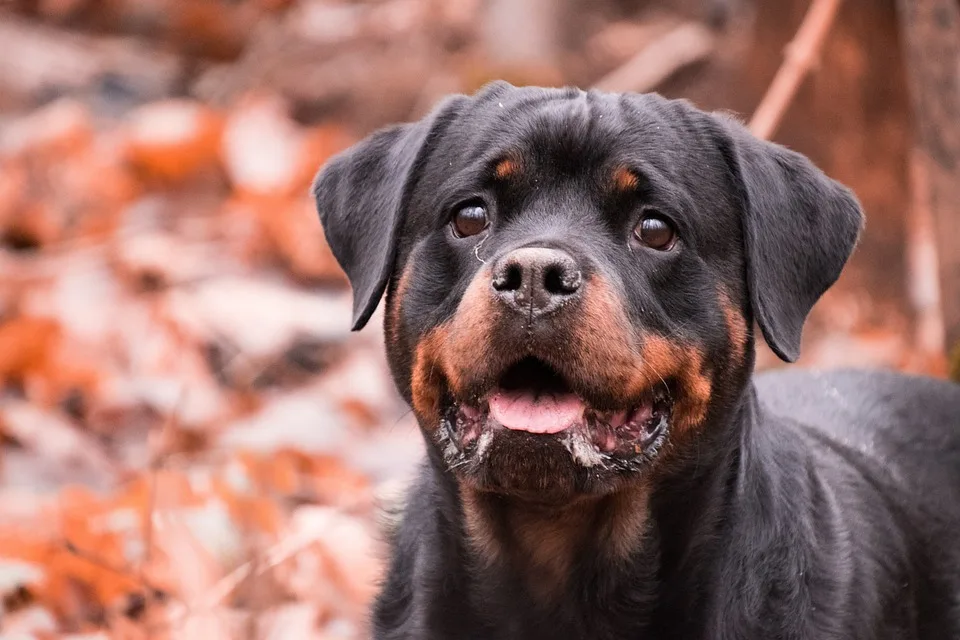 Rottweiler Bahnhof: Mann erleidet schweren Stromschlag nach mutiger Kletteraktion