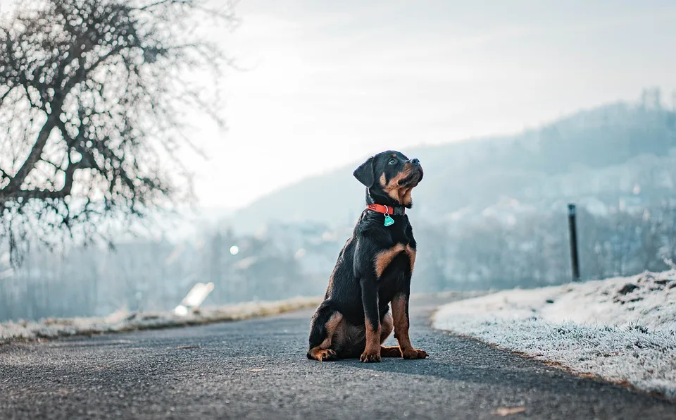 Rottweiler Maximus sucht dringend ein liebevolles Zuhause in Nürnberg!