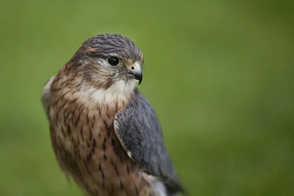 SEAWOLVES scheitern knapp: Dramatische Niederlage gegen Merlins!