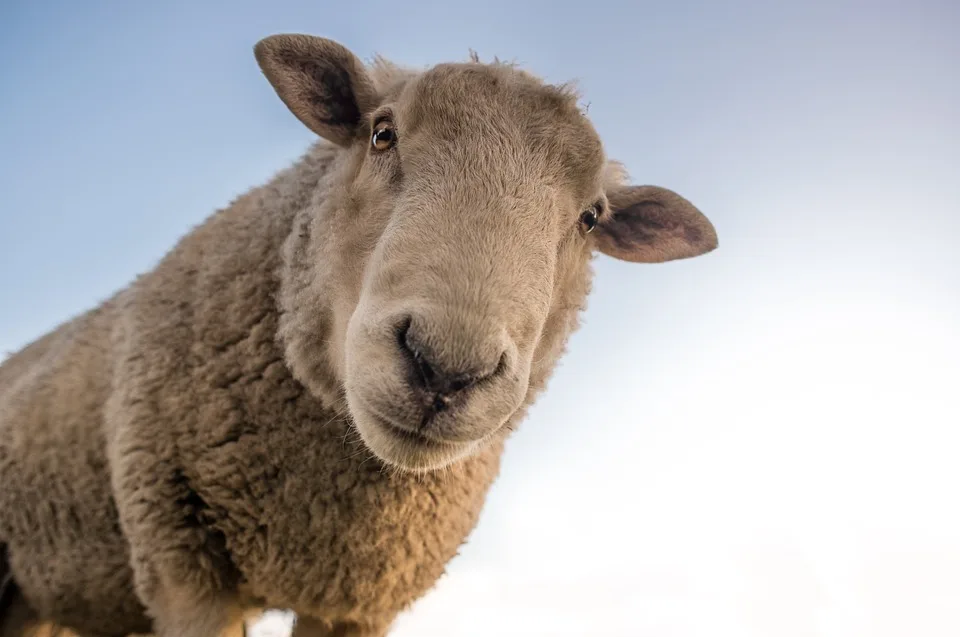 Schafschule in Esslingen: Mobil durch die Tierwelt für Jung und Alt!