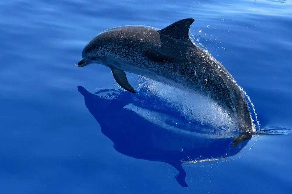 Schock für die Dolphins: Tagovailoa wegen Gehirnerschütterung OUT!