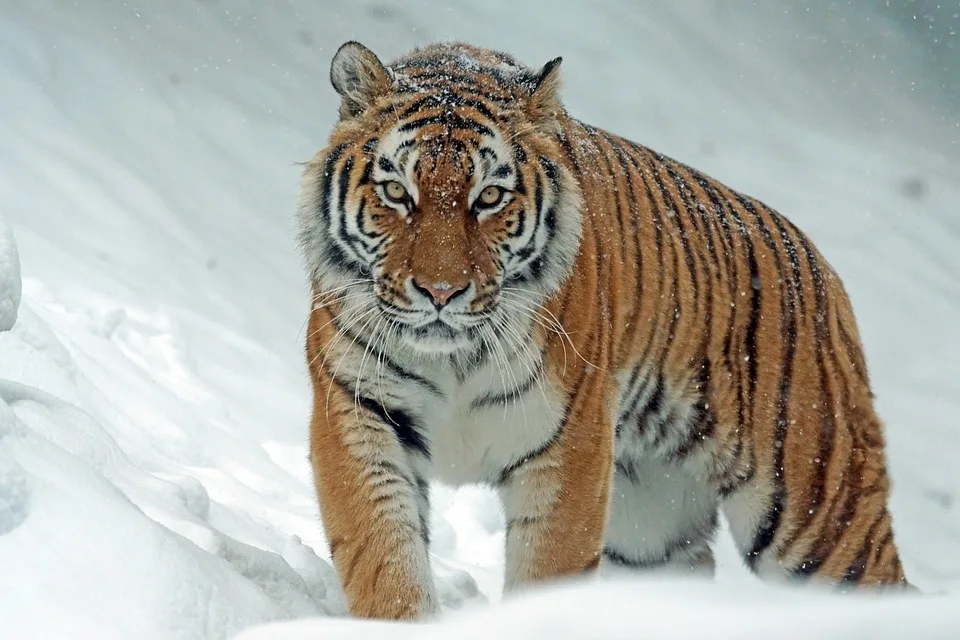 Schock im Zoo Schwerin: Tiger-Dame Angara ertrinkt tragisch im Teich!