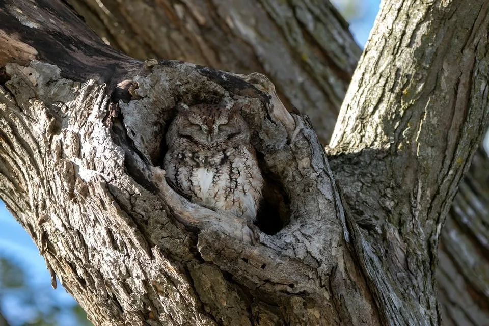 Schockierender Unfall in Wittlich: 81-jährige Frau ramt Baum!