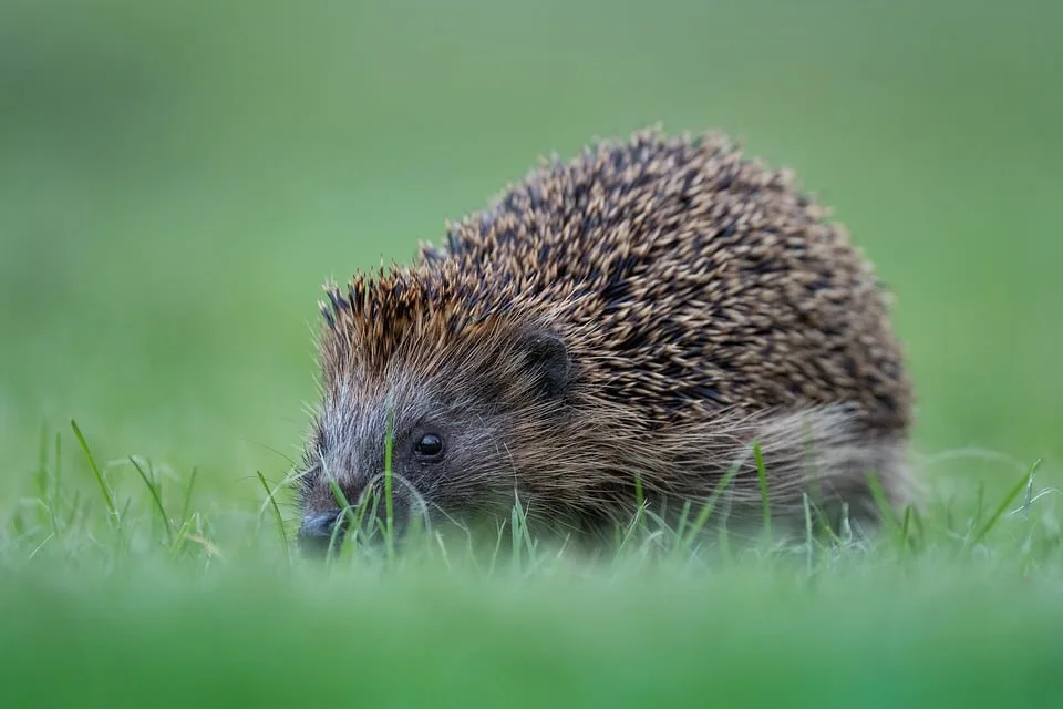 Schutz für Igel: Tierschützer fordern Nachtfahrverbot für Mähroboter