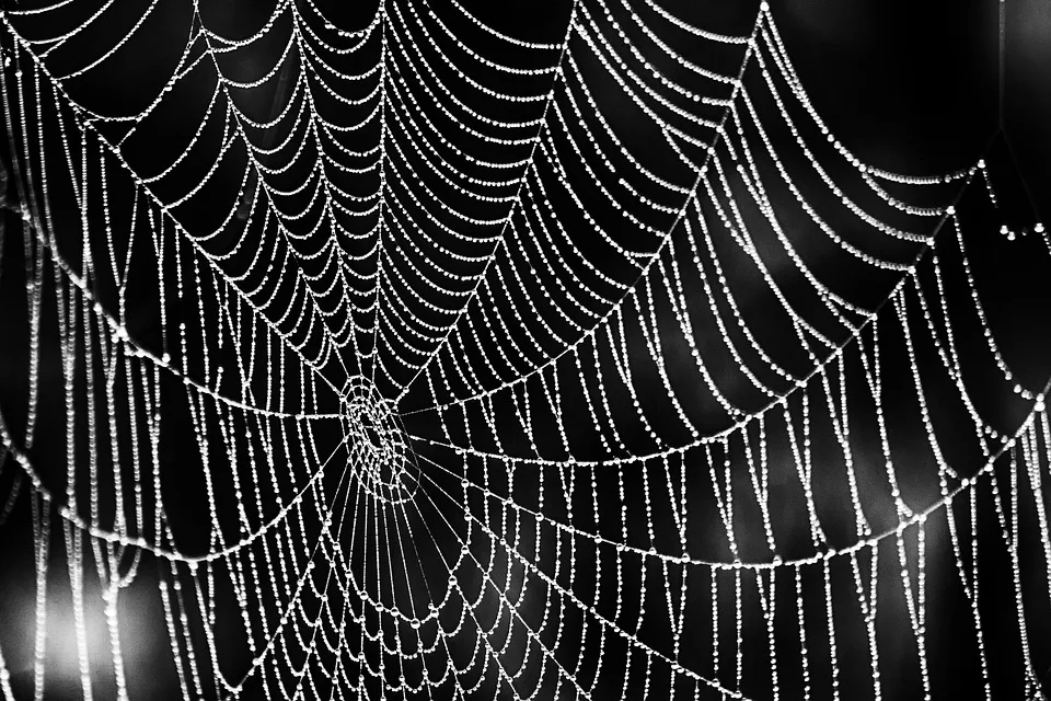 Schwarze Witwen an Bord: Frachter verlässt Bremerhaven nach erfolgreicher Behandlung