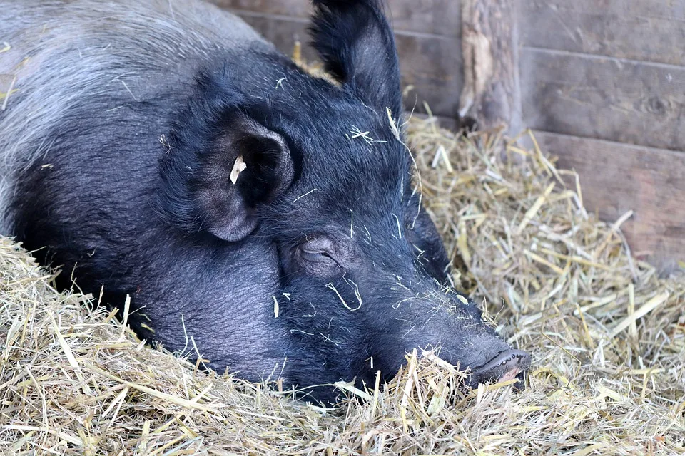 Schweinepest bedroht Unterfranken: Landwirte in Alarmbereitschaft