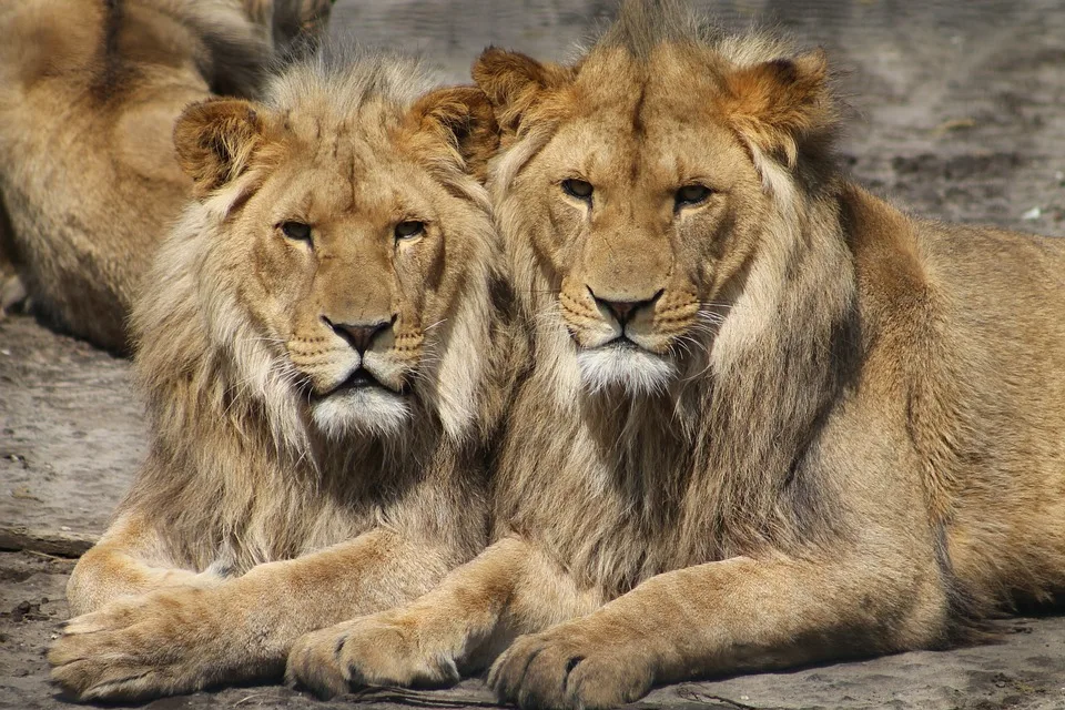 Schweriner Zoo: Löwennachwuchs öffnet die Tore – Welcher Name wird’s?