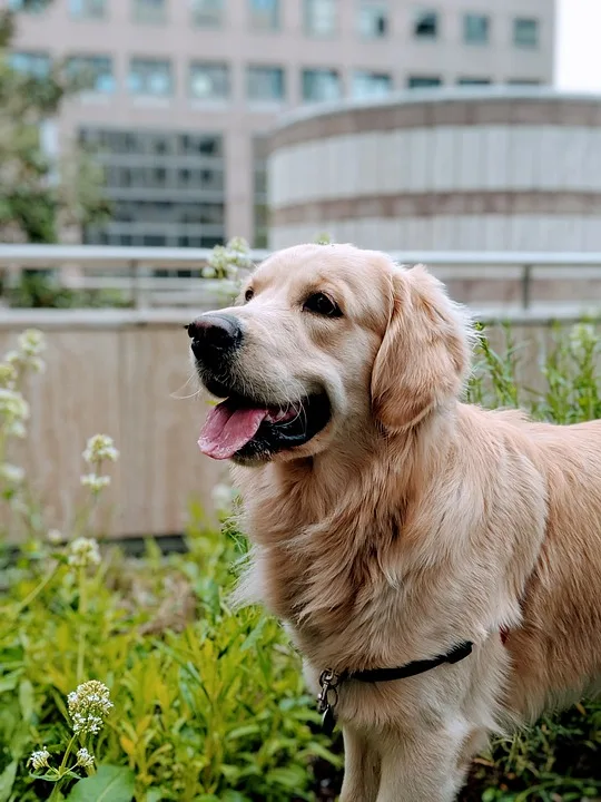 Sechs leidende Golden-Retriever-Welpen aus illegalem Transport gerettet