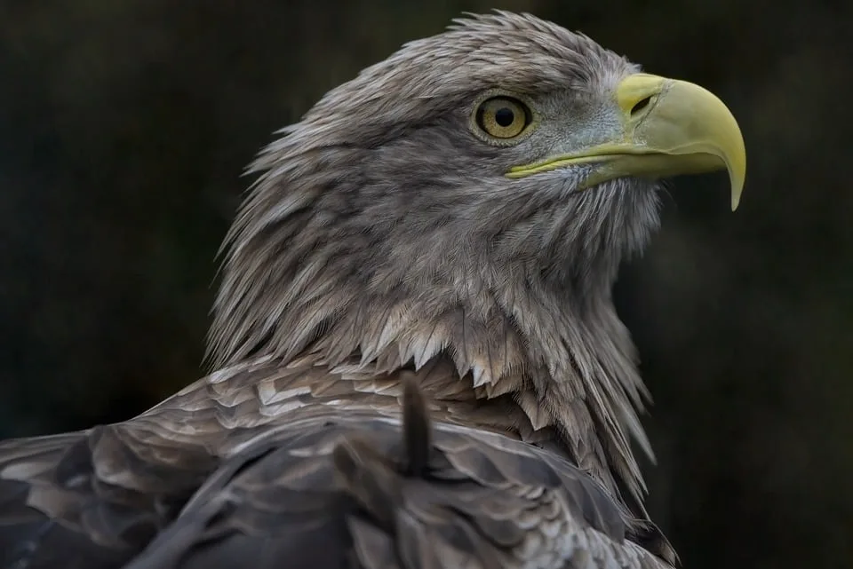 Seeadler Dame Taylor Swift Nach Sechs Wochen Wieder Aufgetaucht.jpg