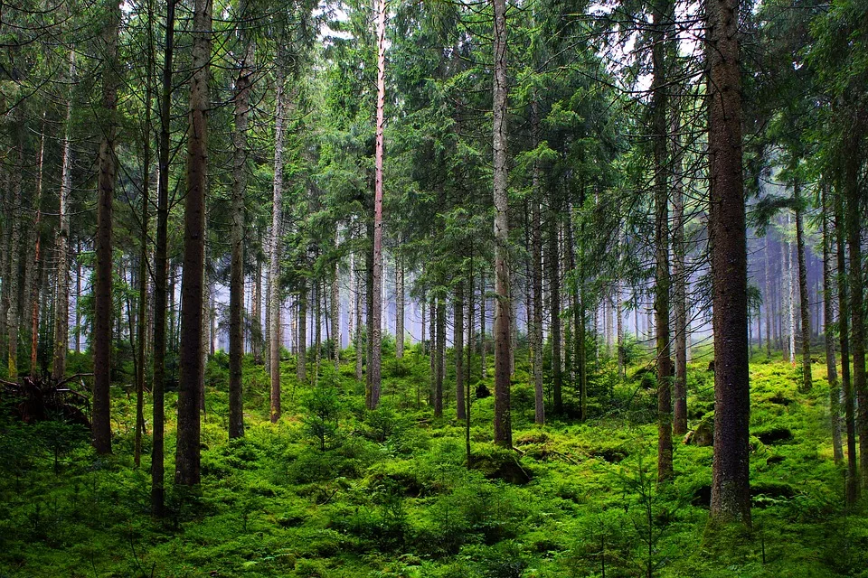 Sensation in NRW: Ältester Wald der Welt entdeckt!