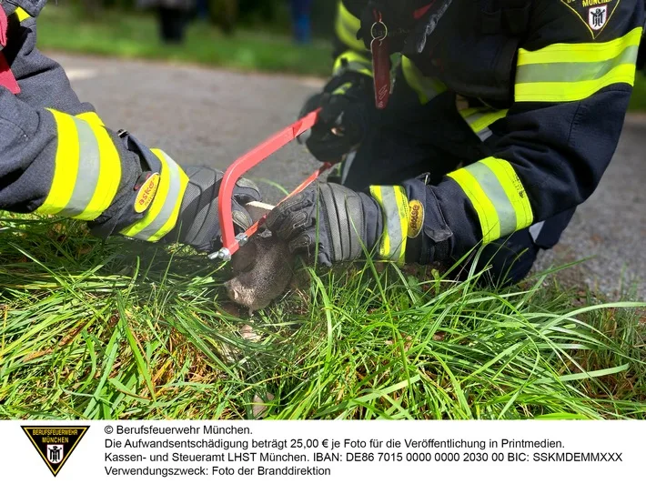 Siebenschläfer steckt im Brutkasten fest – Feuerwehr rettet kleinen Nager!