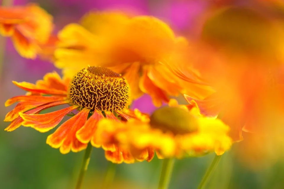 Sonnenschein und Wärme: Altweibersommer bringt Spätsommer-Feeling in Hessen!