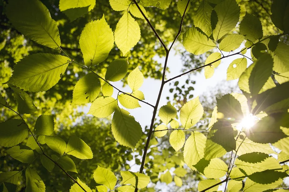 Sonnige Aussichten: Bis zu 18 Grad und frischer Wind für MV!