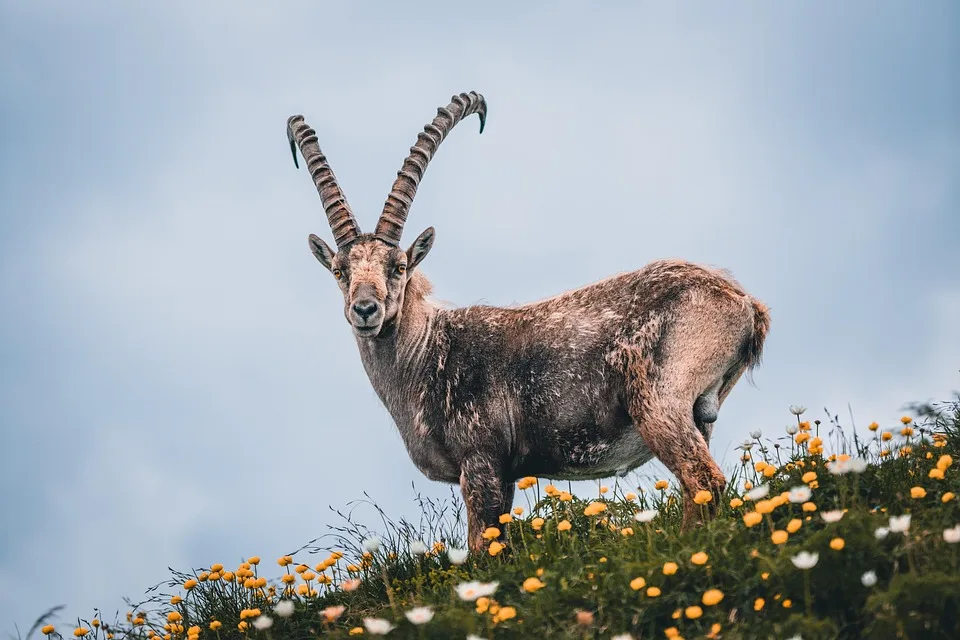 Sternzeichen Steinbock: Countdown für Liebe, Gesundheit und Erfolg!