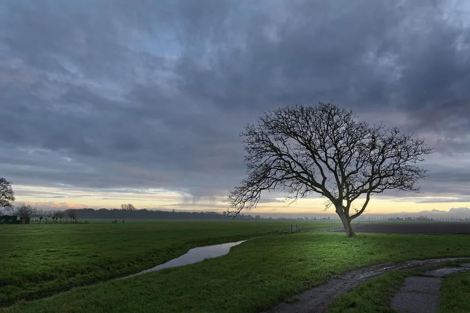 Streit um die Roteiche: Wird der Baum am Hengsteysee gefällt?